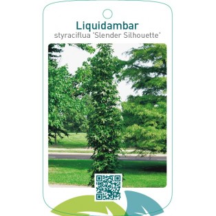 Liquidambar styraciflua ‘Slender Silhouette’