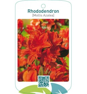 Rhododendron [Mollis Azalea]  oranje