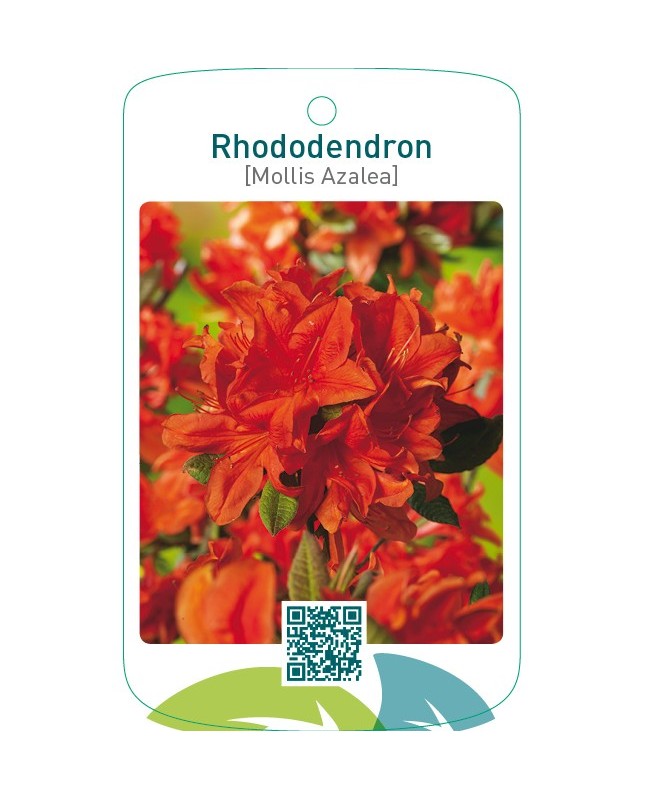 Rhododendron [Mollis Azalea]  oranje