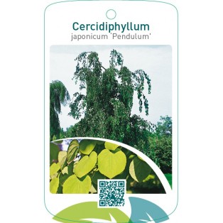 Cercidiphyllum japonicum ‘Pendulum’