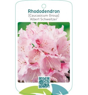 Rhododendron [Caucasicum Group] ‘Albert Schweitzer’