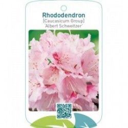 Rhododendron [Caucasicum Group] ‘Albert Schweitzer’