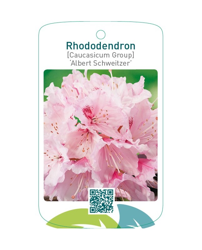 Rhododendron [Caucasicum Group] ‘Albert Schweitzer’
