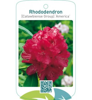 Rhododendron [Catawbiense Group] ‘America’