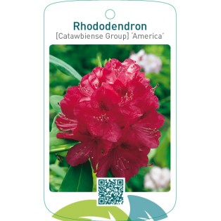 Rhododendron [Catawbiense Group] ‘America’