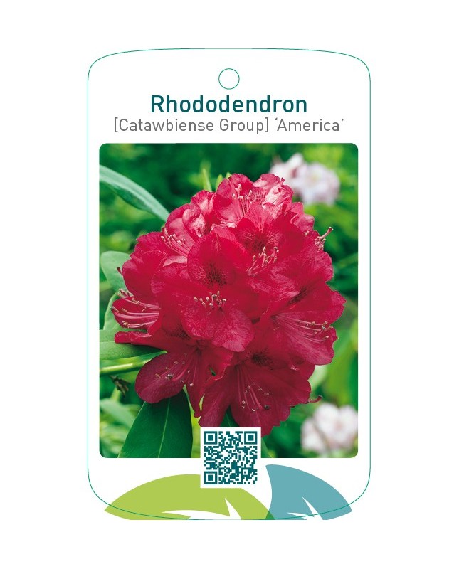 Rhododendron [Catawbiense Group] ‘America’