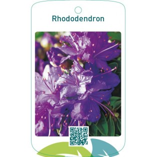 Rhododendron  blauw