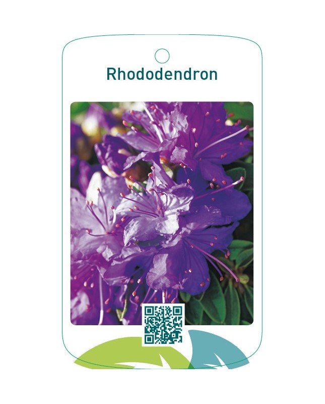 Rhododendron  blauw