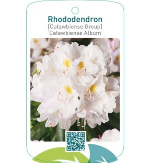 Rhododendron [Catawbiense Group] ‘Catawbiense Album’