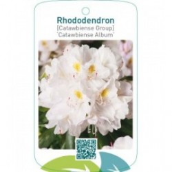Rhododendron [Catawbiense Group] ‘Catawbiense Album’