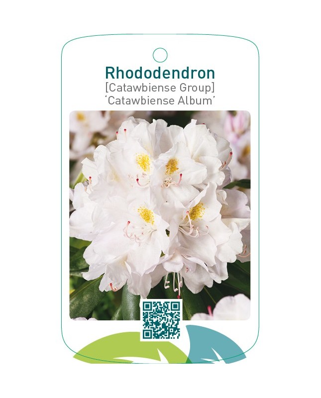 Rhododendron [Catawbiense Group] ‘Catawbiense Album’