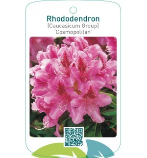 Rhododendron [Caucasicum Group] ‘Cosmopolitan’