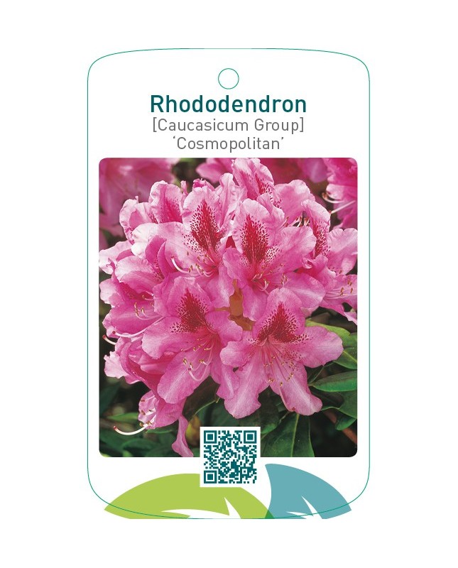 Rhododendron [Caucasicum Group] ‘Cosmopolitan’