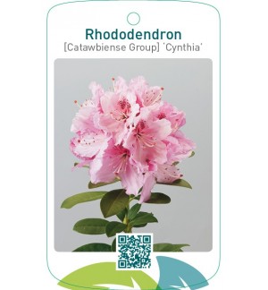 Rhododendron [Catawbiense Group] ‘Cynthia’