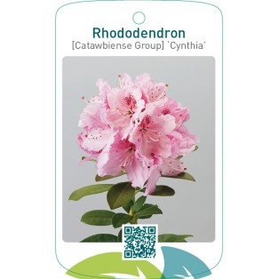 Rhododendron [Catawbiense Group] ‘Cynthia’