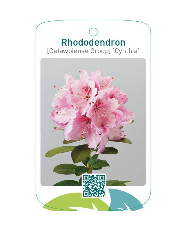 Rhododendron [Catawbiense Group] ‘Cynthia’