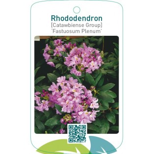 Rhododendron [Catawbiense Group] ‘Fastuosum Plenum’