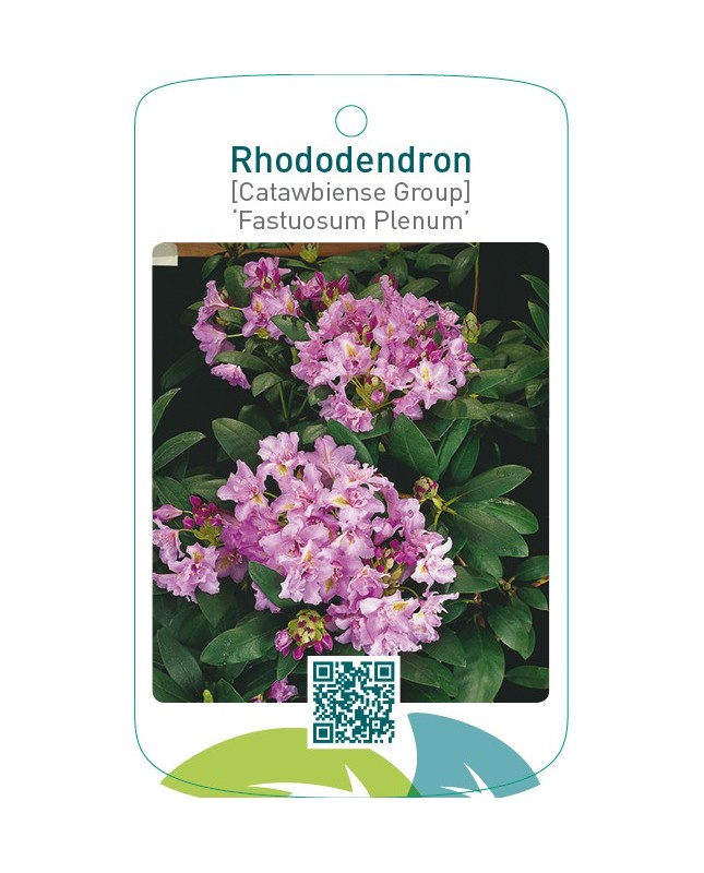 Rhododendron [Catawbiense Group] ‘Fastuosum Plenum’