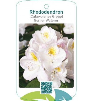 Rhododendron [Catawbiense Group] ‘Gomer Waterer’