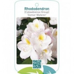 Rhododendron [Catawbiense Group] ‘Gomer Waterer’
