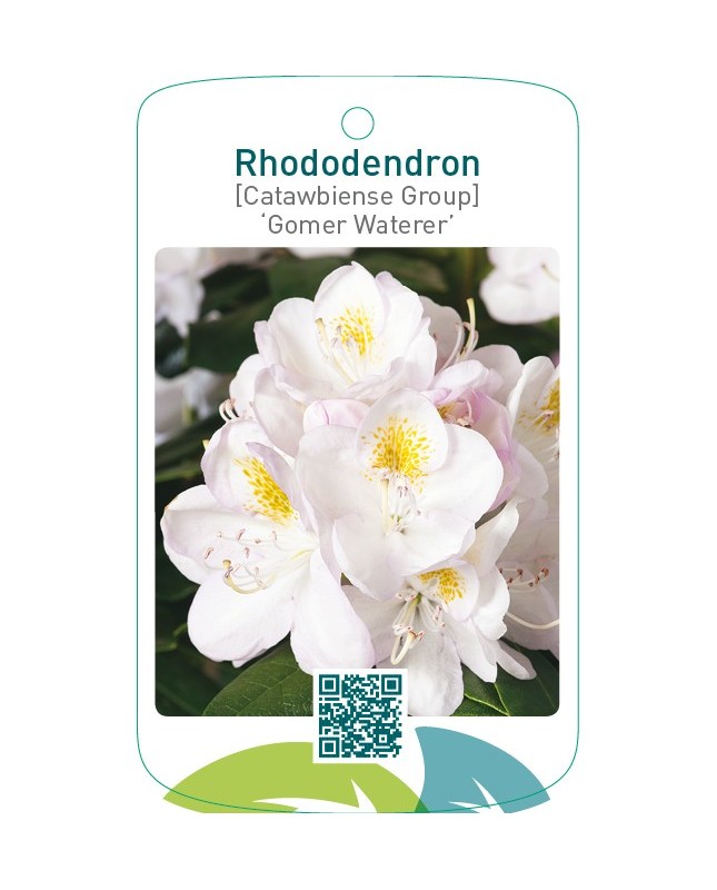 Rhododendron [Catawbiense Group] ‘Gomer Waterer’