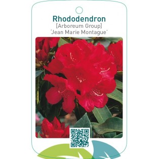 Rhododendron [Arboreum Group] ‘Jean Marie Montague’