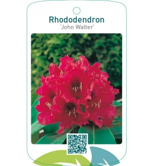 Rhododendron ‘John Walter’
