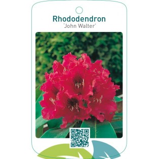 Rhododendron ‘John Walter’