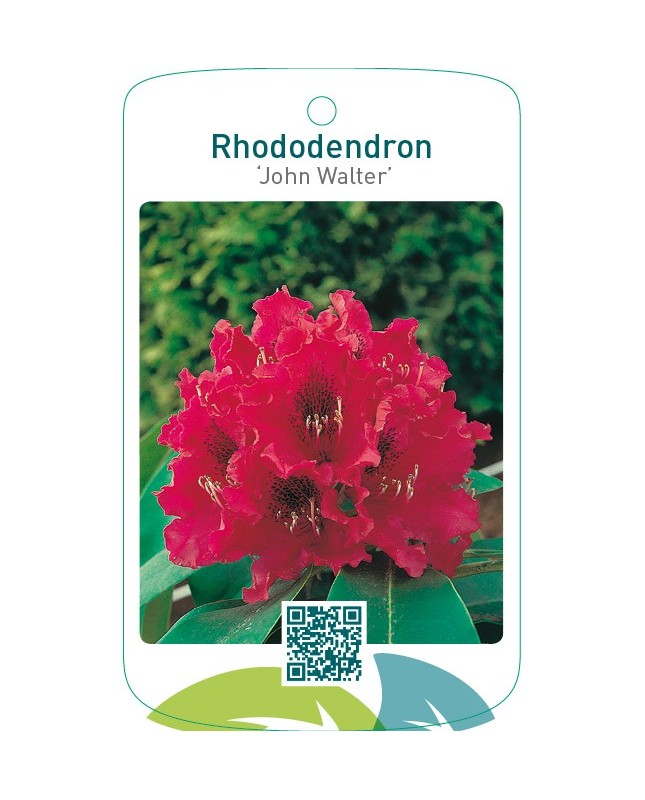 Rhododendron ‘John Walter’