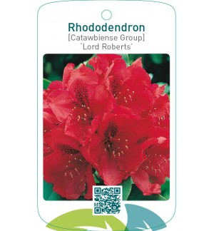 Rhododendron [Catawbiense Group] ‘Lord Roberts’