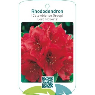 Rhododendron [Catawbiense Group] ‘Lord Roberts’