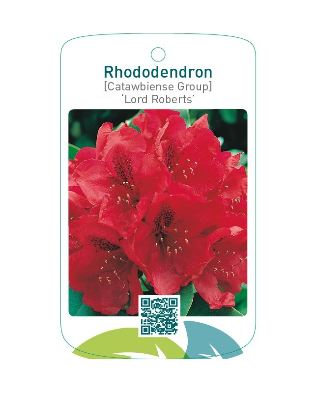 Rhododendron [Catawbiense Group] ‘Lord Roberts’