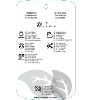 Etichette di Rhododindron [Catawbiense Group] ‘Lord Roberts’ *