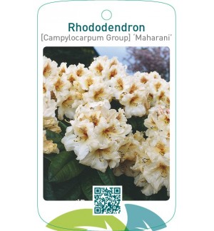 Rhododendron [Campylocarpum Group] ‘Maharani’