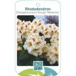 Rhododendron [Campylocarpum Group] ‘Maharani’