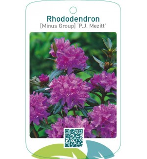 Rhododendron [Minus Group] ‘P.J. Mezitt’