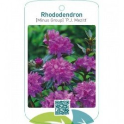 Rhododendron [Minus Group] ‘P.J. Mezitt’