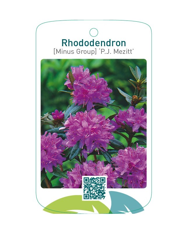 Rhododendron [Minus Group] ‘P.J. Mezitt’
