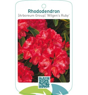 Rhododendron [Arboreum Group] ‘Wilgen’s Ruby’