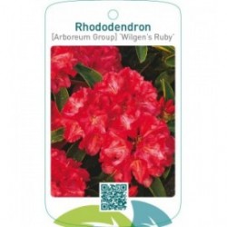 Rhododendron [Arboreum Group] ‘Wilgen’s Ruby’