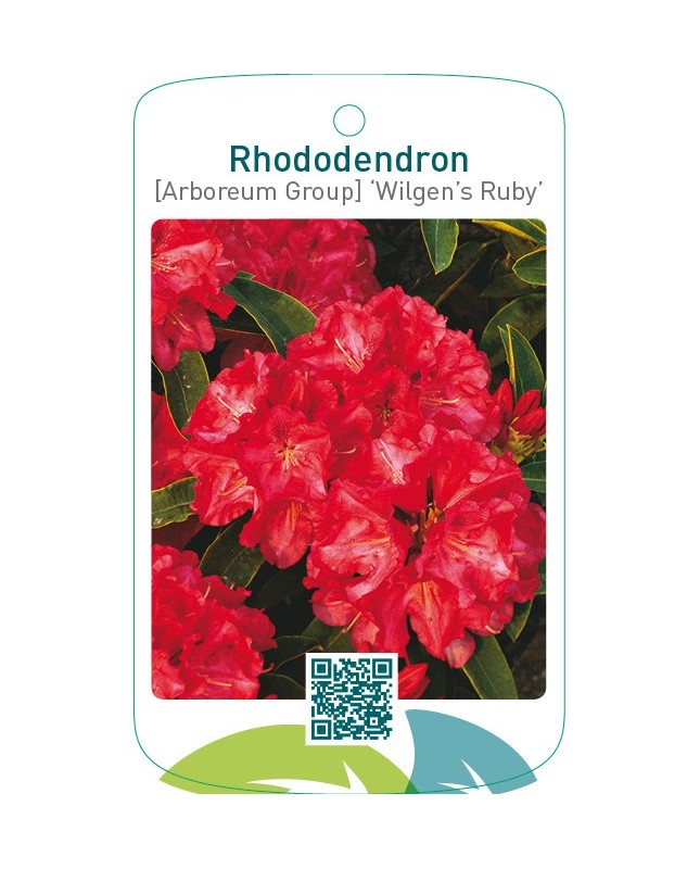 Rhododendron [Arboreum Group] ‘Wilgen’s Ruby’