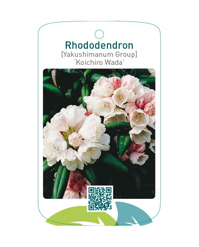 Rhododendron [Yakushimanum Group] ‘Koichiro Wada’