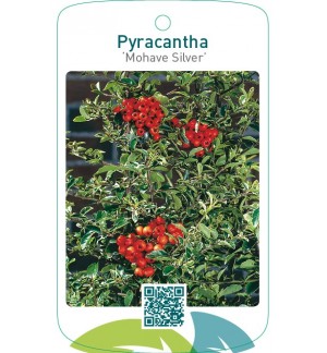 Pyracantha ‘Mohave Silver’