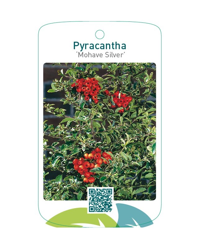 Pyracantha ‘Mohave Silver’
