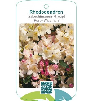 Rhododendron [Yakushimanum Group] ‘Percy Wiseman’
