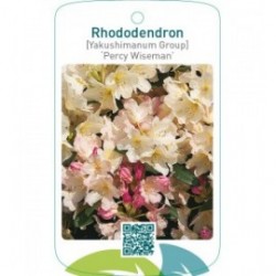 Rhododendron [Yakushimanum Group] ‘Percy Wiseman’