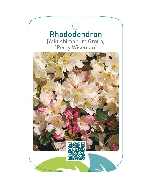 Rhododendron [Yakushimanum Group] ‘Percy Wiseman’