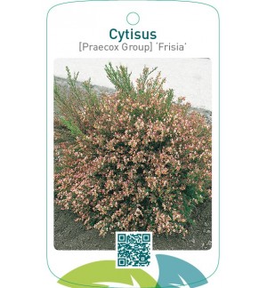 Cytisus [Preacox Group] ‘Frisia’