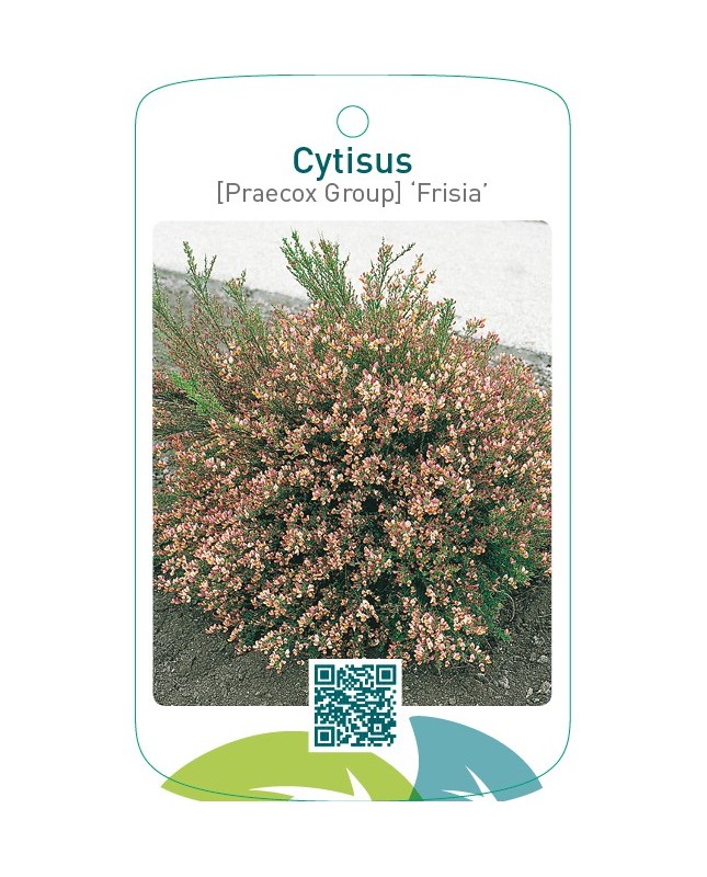 Cytisus [Preacox Group] ‘Frisia’