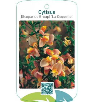 Cytisus [Scoparius Group] ‘La Coquette’
